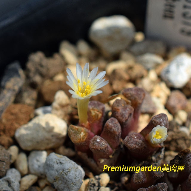 Conophytum reconditum | Matunai illustrated Succulents PART1