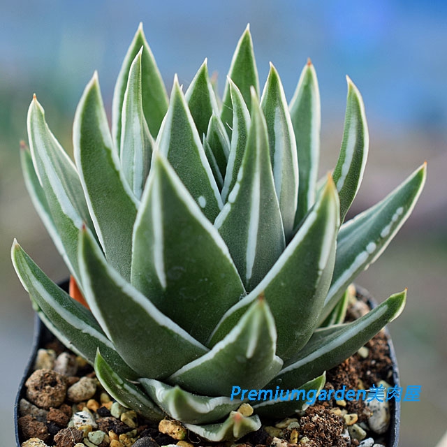 Haworthia marginata | Matunai illustrated Succulents PART1