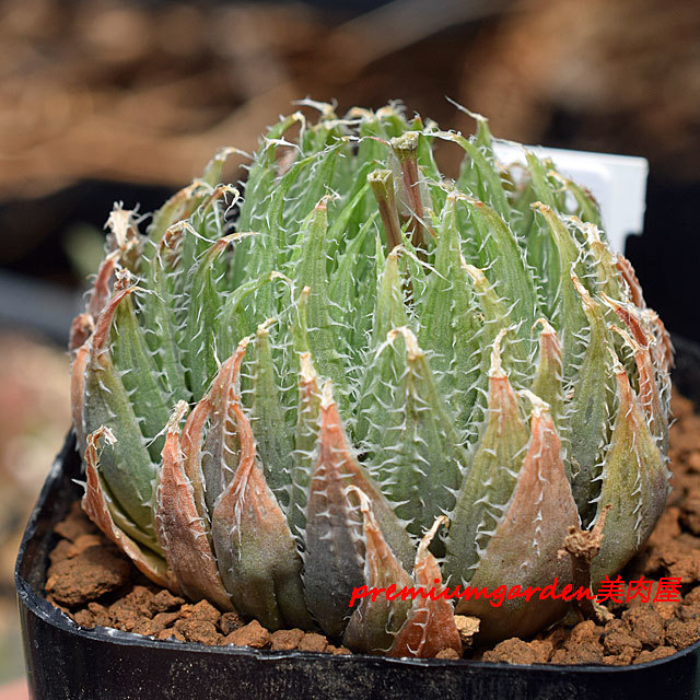 Haworthia azurea | Matunai illustrated Succulents PART1
