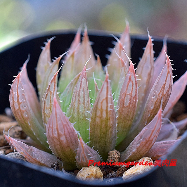 Haworthia hamata | Matunai illustrated Succulents PART1