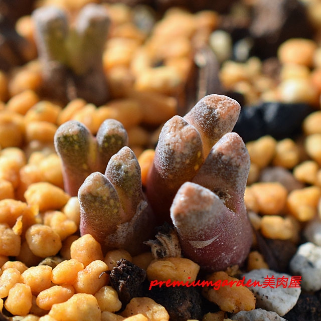 Conophytum reconditum ARM1266レコンデツム赤肌タイプ Conophytum reconditum ARM1266レコンデツム赤肌タイプ