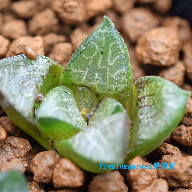 Haworthia marxii | Matunai illustrated Succulents PART1