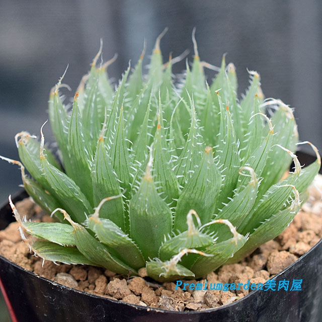 Haworthia malvina | Matunai illustrated Succulents PART1