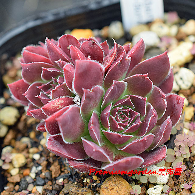Jovibarba heuffelii | Matunai illustrated Succulents PART1