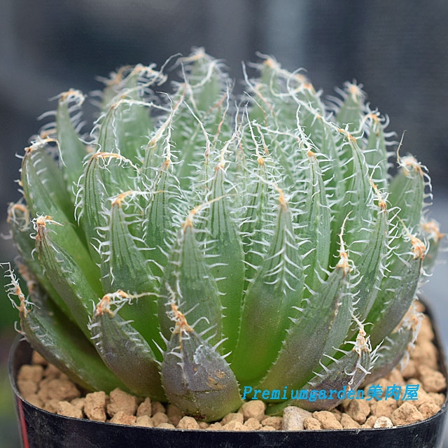 ハオルチア H. amethysta JDV94-074 SW of Damplaas 子苗 Yahoo