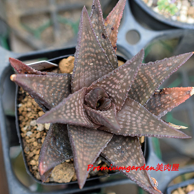 Haworthia lemoenensis | Matunai illustrated Succulents PART1