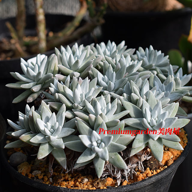 Dudleya gnoma | Matunai illustrated Succulents PART1 多肉植物 白菊