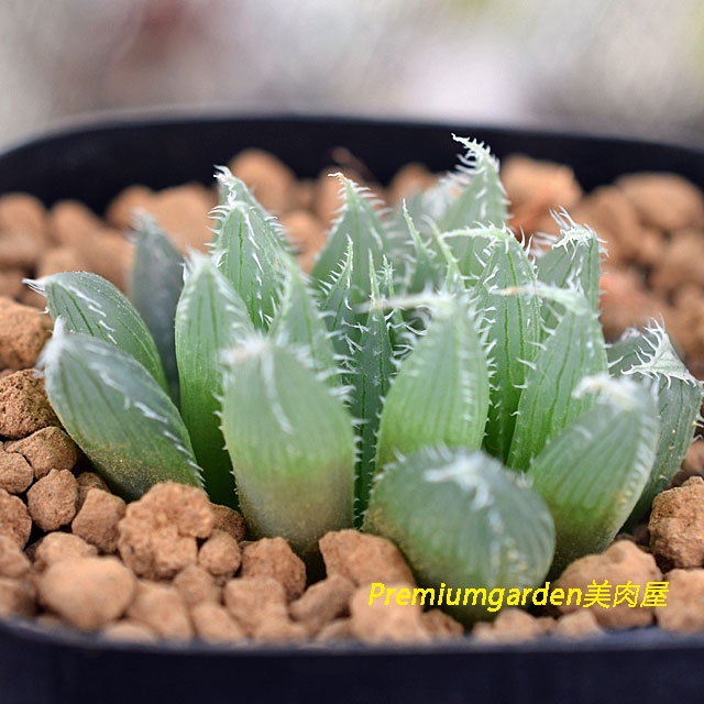 Haworthia albans | Matunai illustrated Succulents PART1