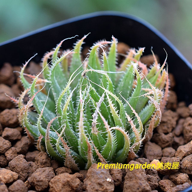 nayuta ハオルチア 多肉植物 どぎつく