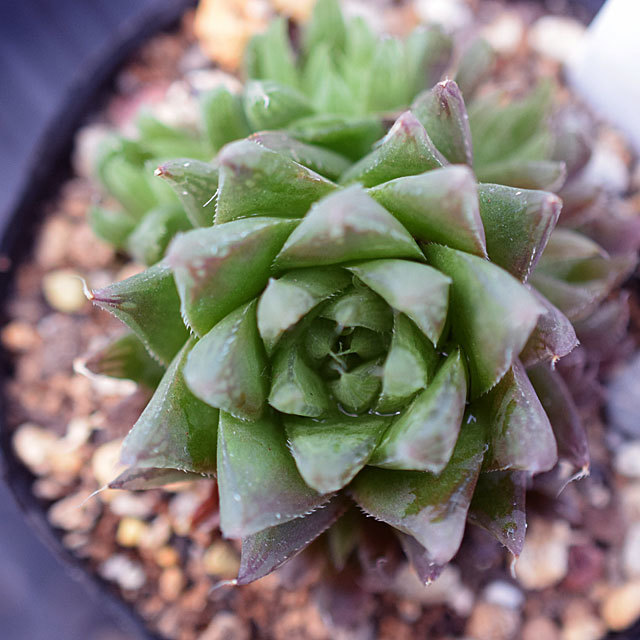 Haworthia leightonii | Matunai illustrated Succulents PART1