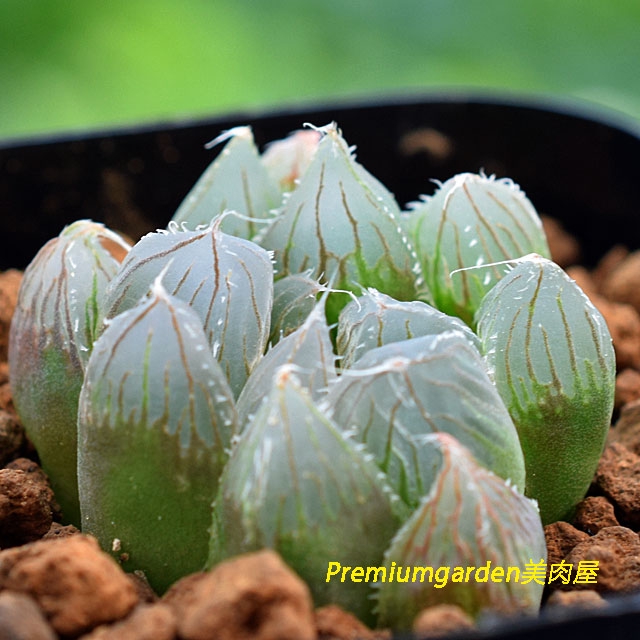 Haworthia salina n.n. | Matunai illustrated Succulents PART1