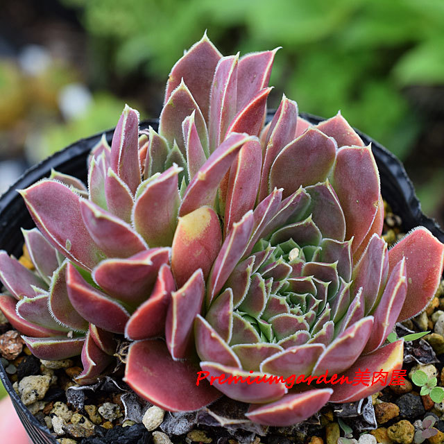 Jovibarba heuffelii | Matunai illustrated Succulents PART1