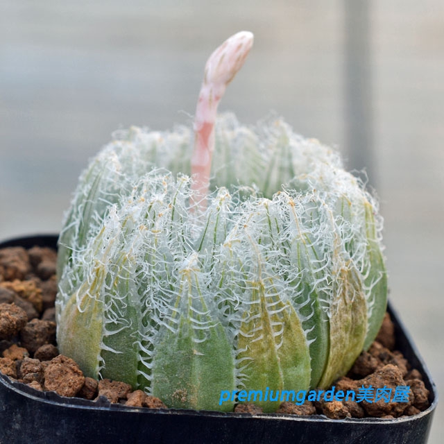 bc7be2010608cb912856da37da9e22