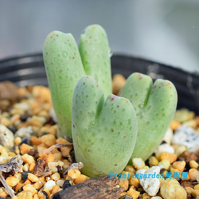 ☆。Conophytum ´シルクムプンクタツム´・:*☆。-