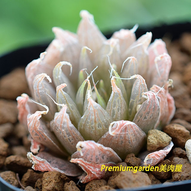 Haworthia silvicola n.n. | Matunai illustrated Succulents PART1