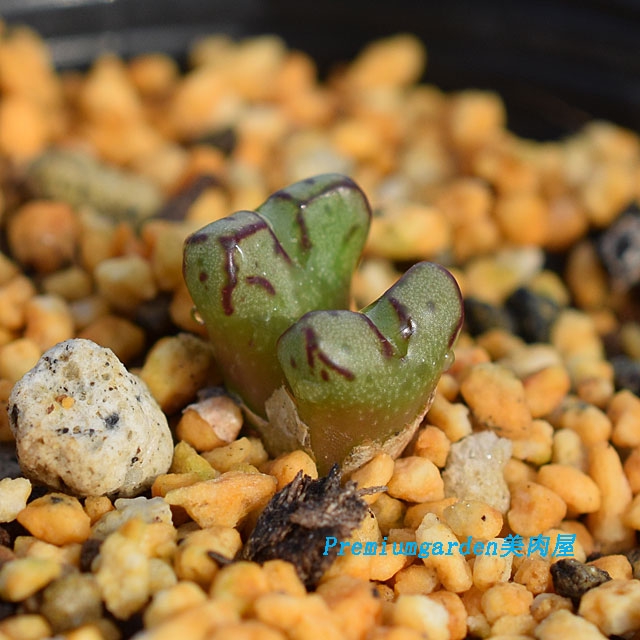 Conophytum tantillum | Matunai illustrated Succulents PART1