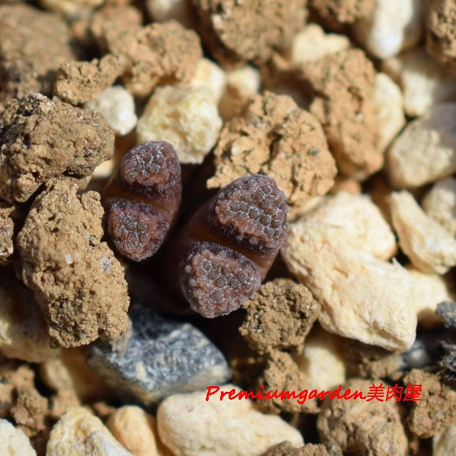 Conophytum reconditum | Matunai illustrated Succulents PART1