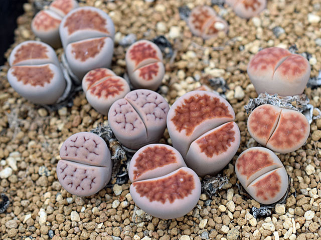 C168 Lithops karasmontana ssp. karasmontana v. karasmontana (syn