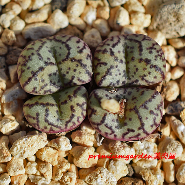 Conophytum obcordellum | Matunai illustrated Succulents