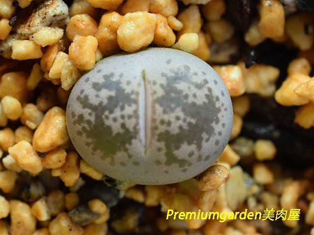 C396 Lithops coleorum | Matunai illustrated Succulents