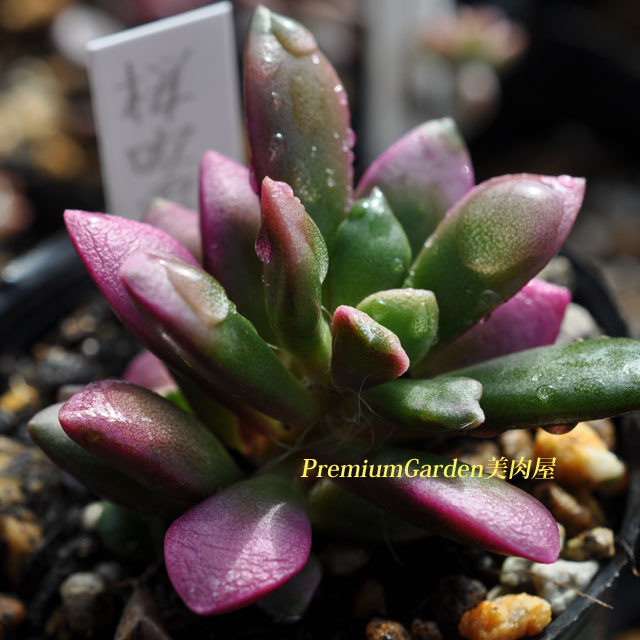 Anacampseros comptonii（アナカンプセロス・コンプトニー）