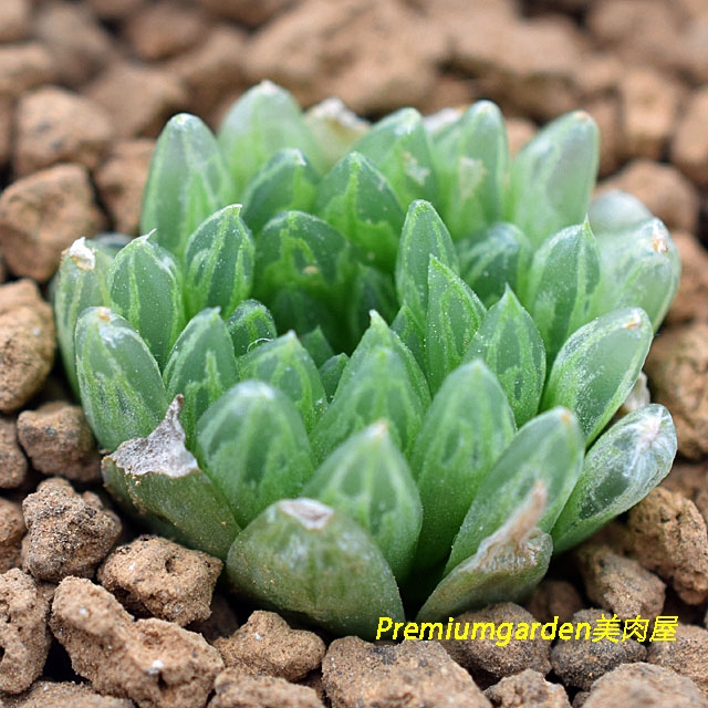 Haworthia picturata | Matunai illustrated Succulents PART1