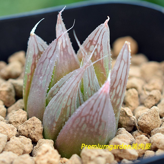 Haworthia leightonii | Matunai illustrated Succulents PART1