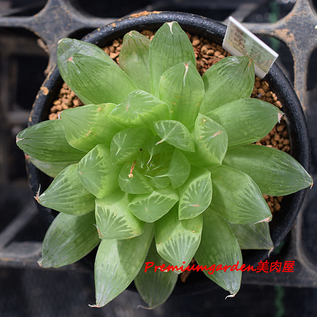 ハオルチア ディアファナ 06-65-1 原種 Haworthia diaphana 06-65-1 Gamtoos Valley☆サボテン/多肉 -  観葉植物