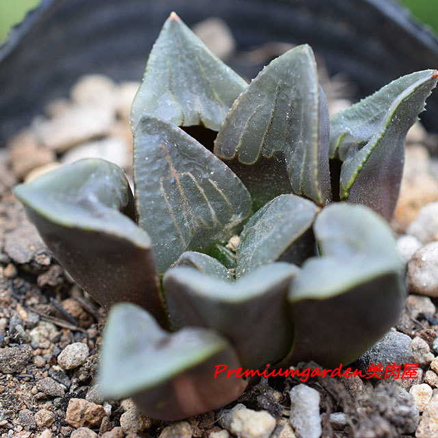 Haworthia mutica | Matunai illustrated Succulents PART1
