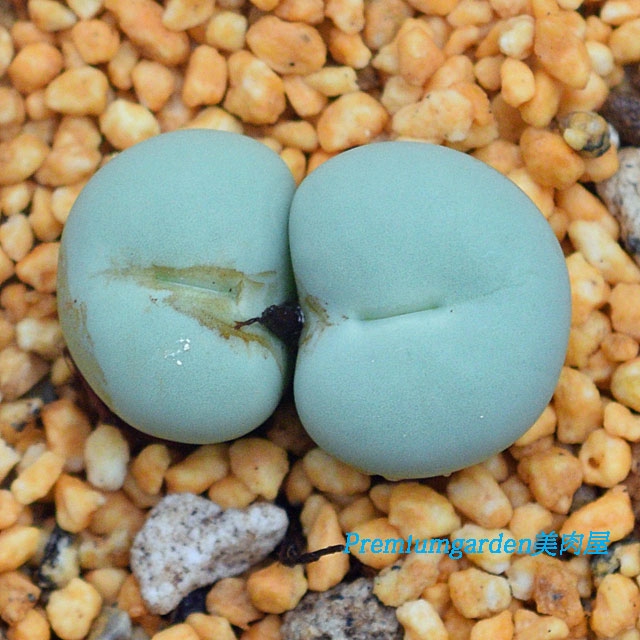 Conophytum pageae | Matunai illustrated Succulents PART1