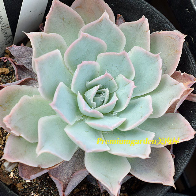 Echeveria simulans | Matunai illustrated Succulents PART1