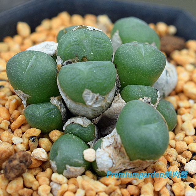 Conophytum wettsteinii（ぽってり唇タイプ） Conophytum wettsteinii（ぽってり唇タイプ） Conophytum wettsteinii
