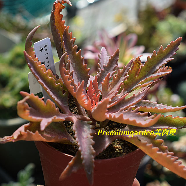 大人の上質 ヌキテパ サラマリカ mala KALANCHOE ロングワンピース