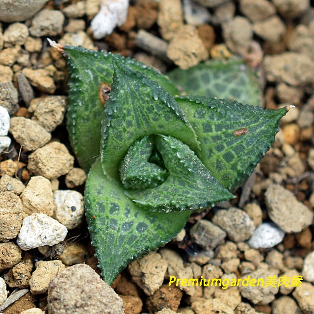 Haworthia tessellata | Matunai illustrated Succulents PART1