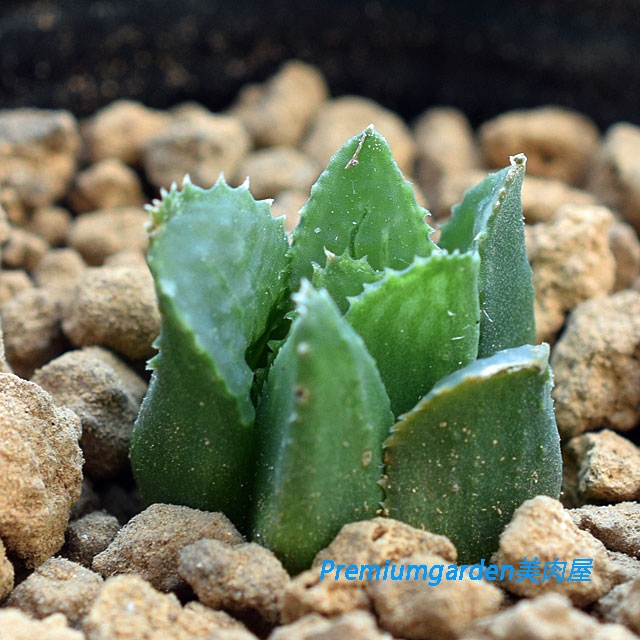Haworthia henda n.n. | Matunai illustrated Succulents PART1