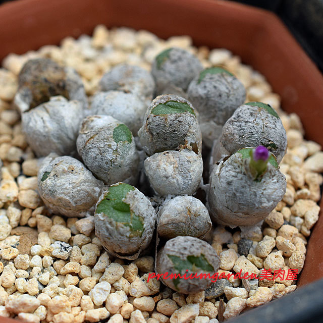 Conophytum ectypum | Matunai illustrated Succulents PART1