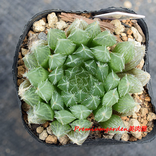 Haworthia albans | Matunai illustrated Succulents PART1
