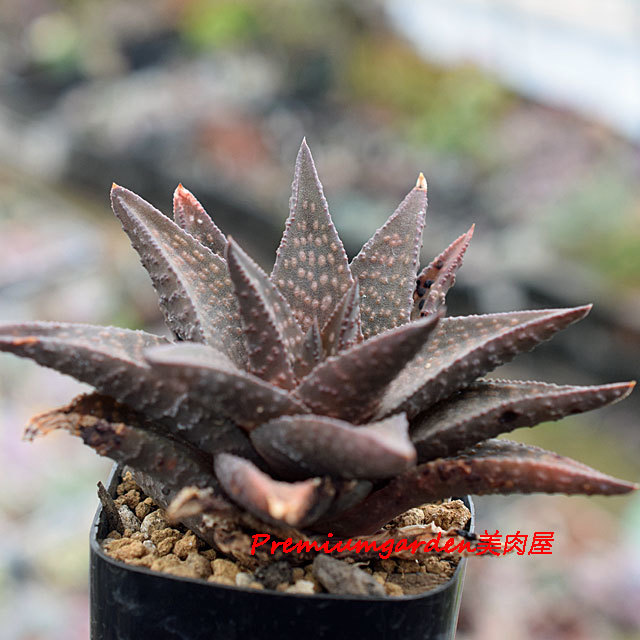 Haworthia lemoenensis | Matunai illustrated Succulents PART1