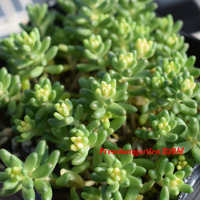 Sedum Album Matunai Illustrated Succulents Sedum Album Matunai Illustrated Succulents