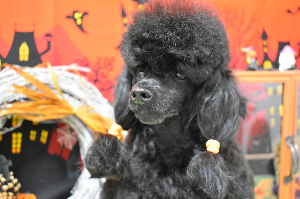 Dog Salon DREAMの外観