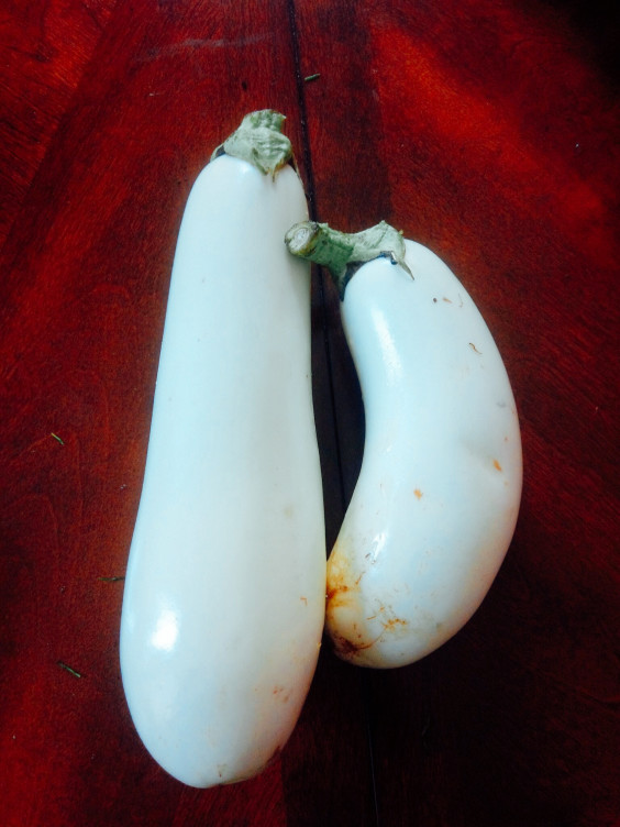 白ナス 鎌倉野菜を食卓へ