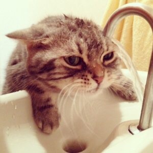 ハロウィン ディズニー 可愛い猫耳ヘアアレンジのやり方 永草よしたか Banquet Loslobos 代表のブログ