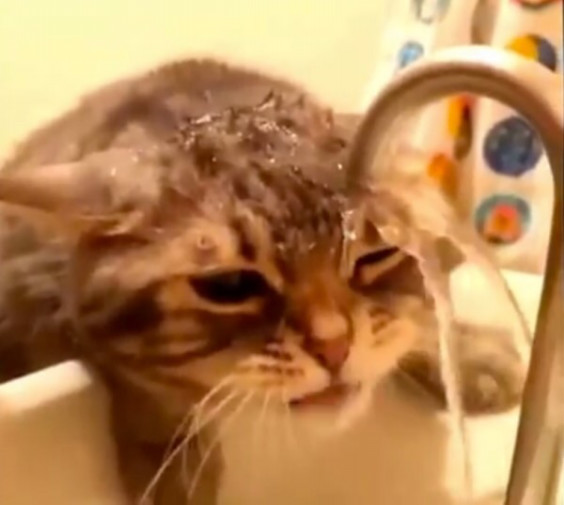 ハロウィン ディズニー 可愛い猫耳ヘアアレンジのやり方 永草よしたか Banquet Loslobos 代表のブログ ハロウィン ディズニー 可愛い猫耳ヘアアレンジのやり方 永草よしたか Banquet Loslobos 代表のブログ