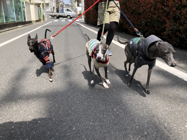 コゴロー 5ヶ月になりました ヘイデン君ブログ