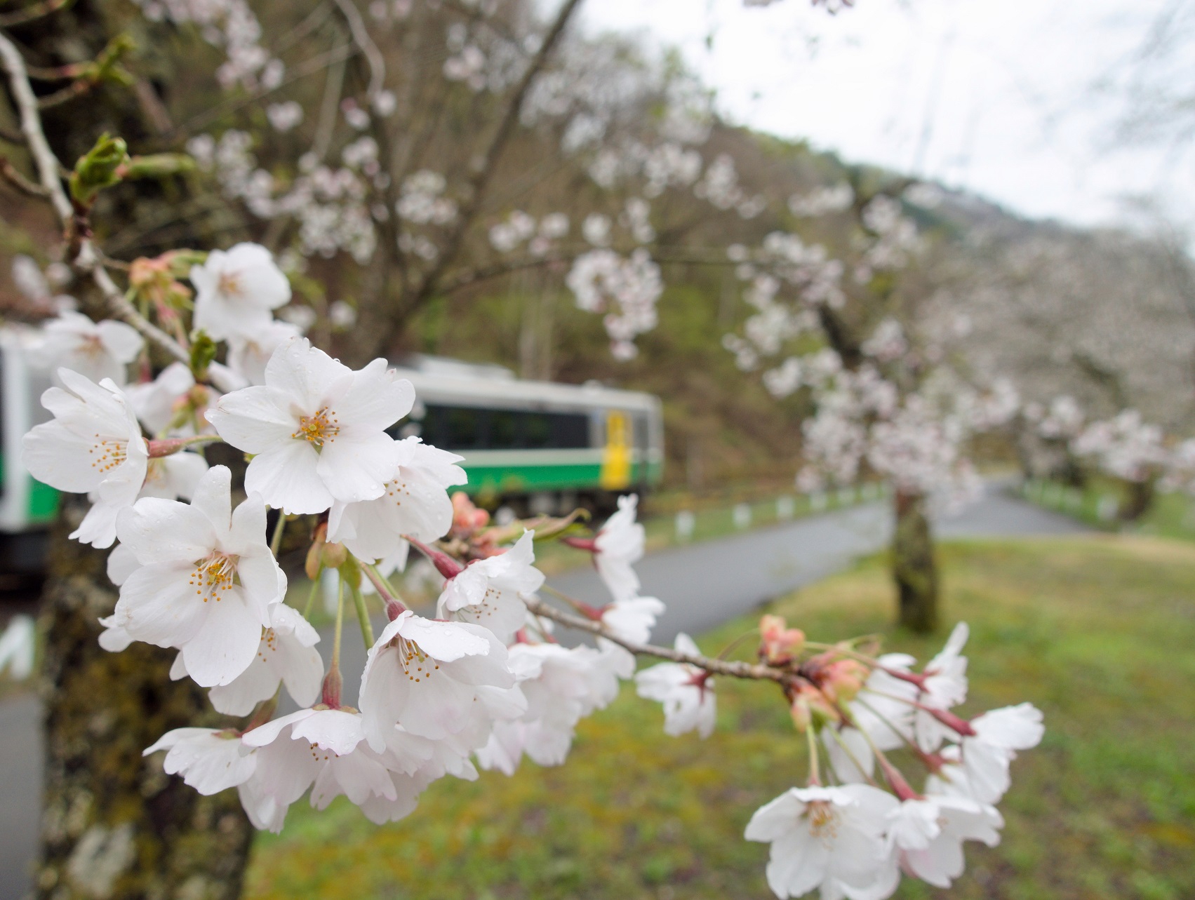 三島町「桜、桜、桜」 2021年 春 | 次はいつ乗る？ 只見線