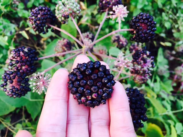 魔女の薬草酒 ウドの実 オーガニック庭 自家採種 シードバンク うつくしき Blog