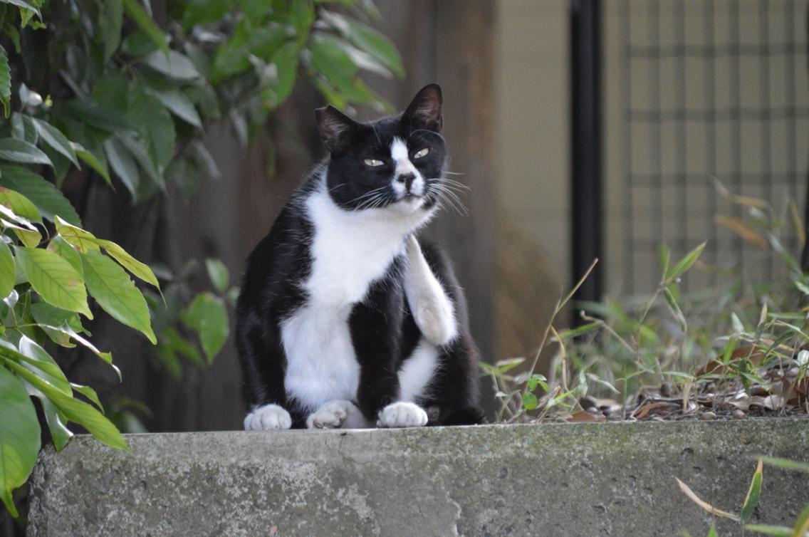 2 梅小路公園 梅猫 なっつん W