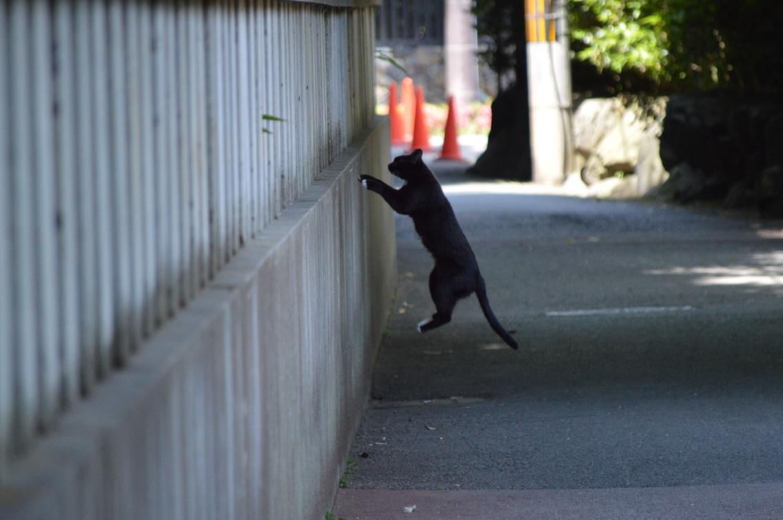 下鴨神社 なっつん W