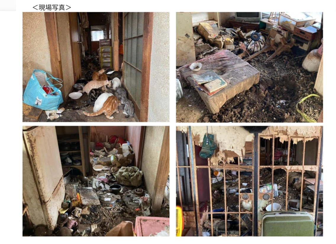 くろねこ多頭飼い くろねこ多頭飼い Melody-chan] Rescued from a multi-pet