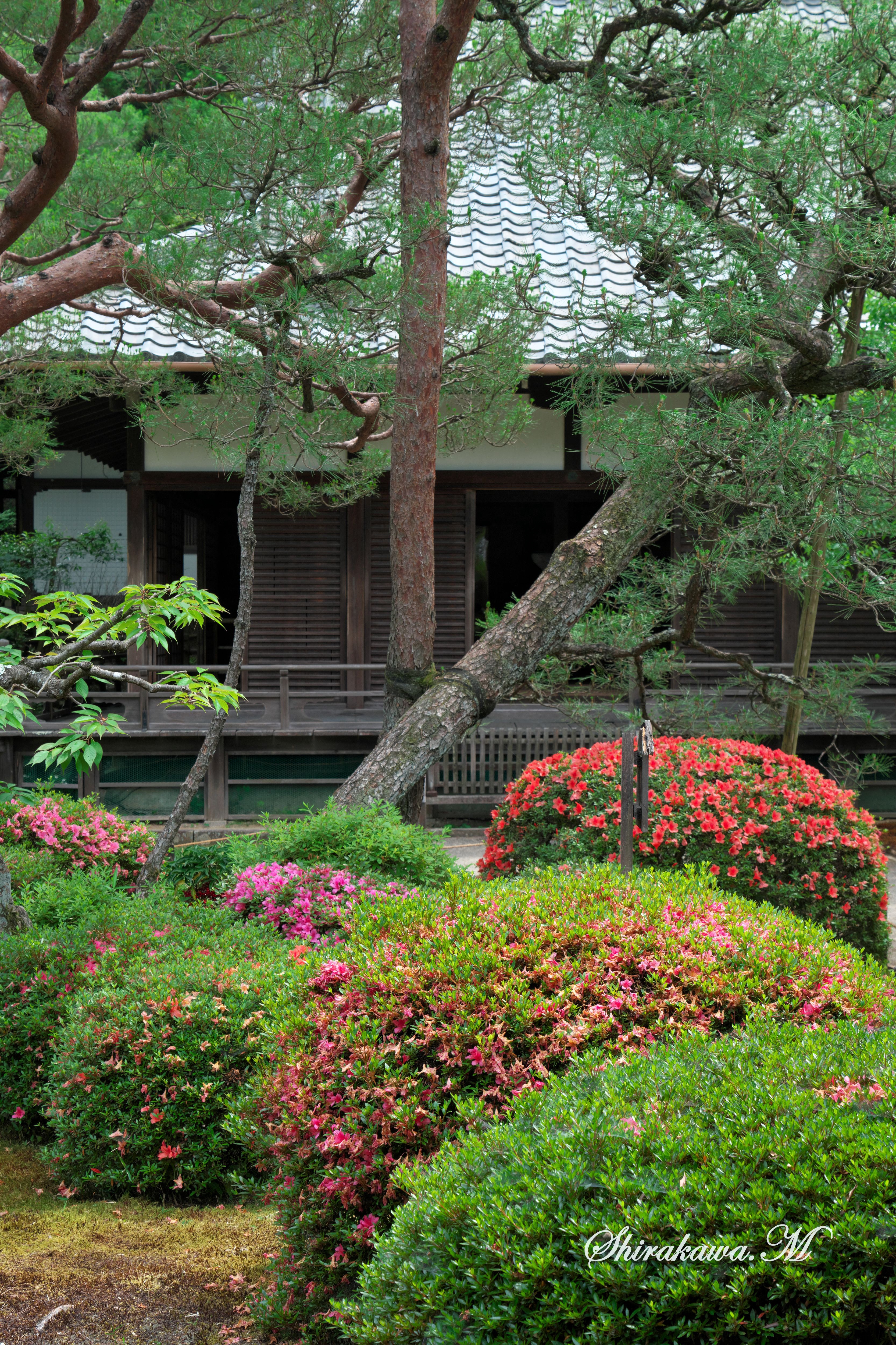 京都春の花 | ?京都花歩き?